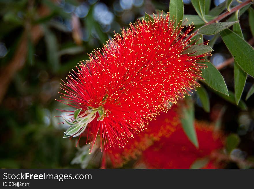 Red bottlebrush flower in bloom