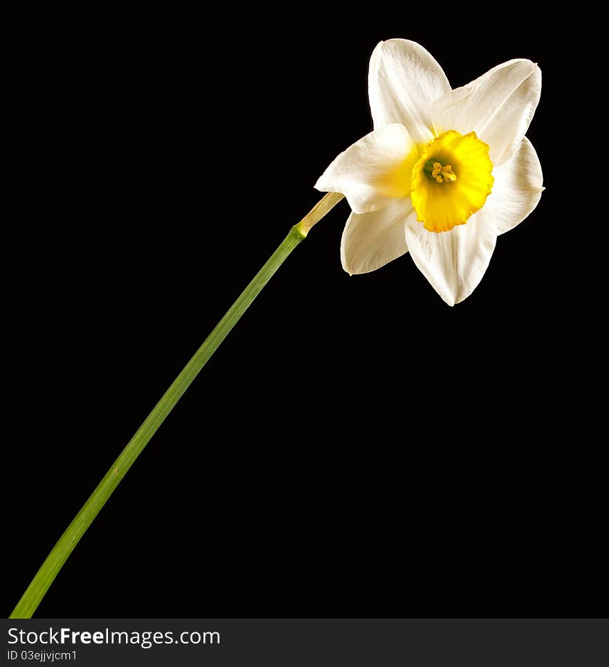 Beautiful long narcissus on black background