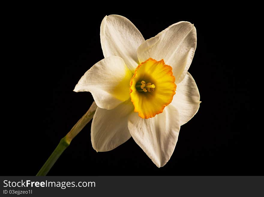 Nice daffodil on black background. Nice daffodil on black background