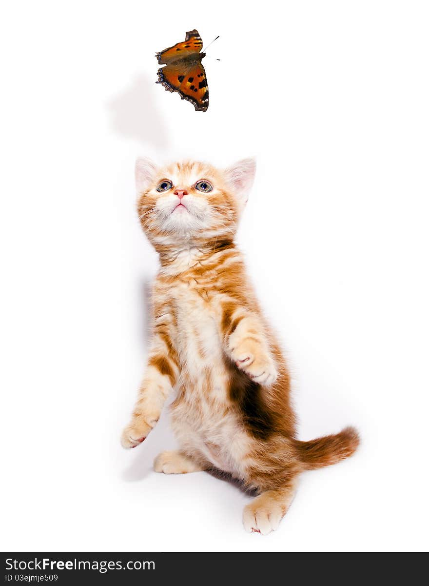 Small redhead kitty and butterfly on white background