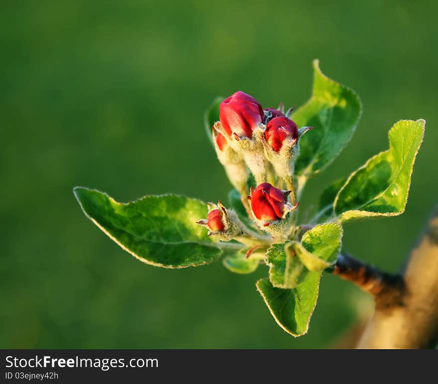 Apple Blossoms.