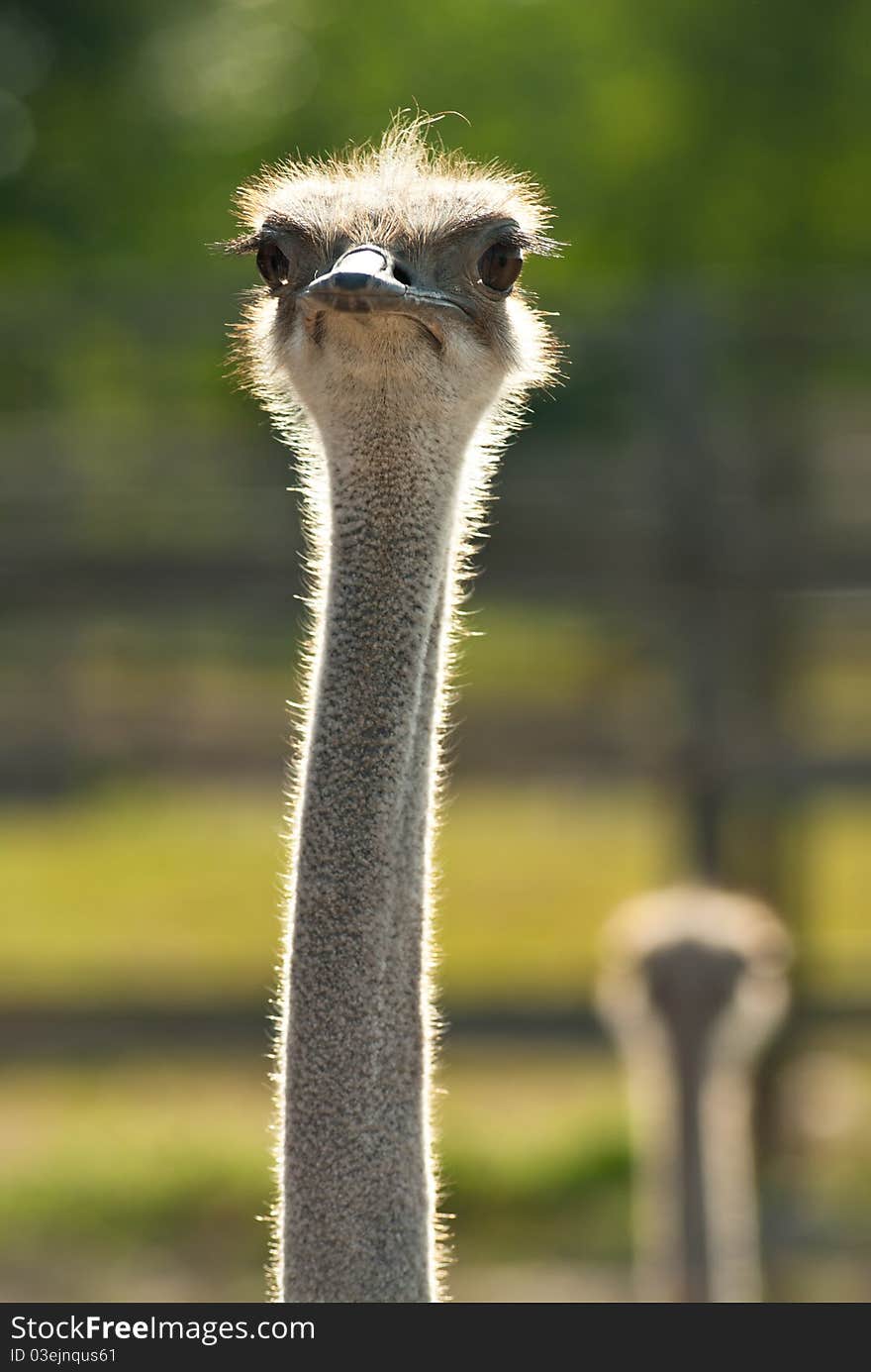 Ostrich Head