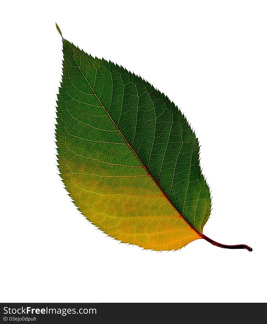 Fall leaf isolated on white background