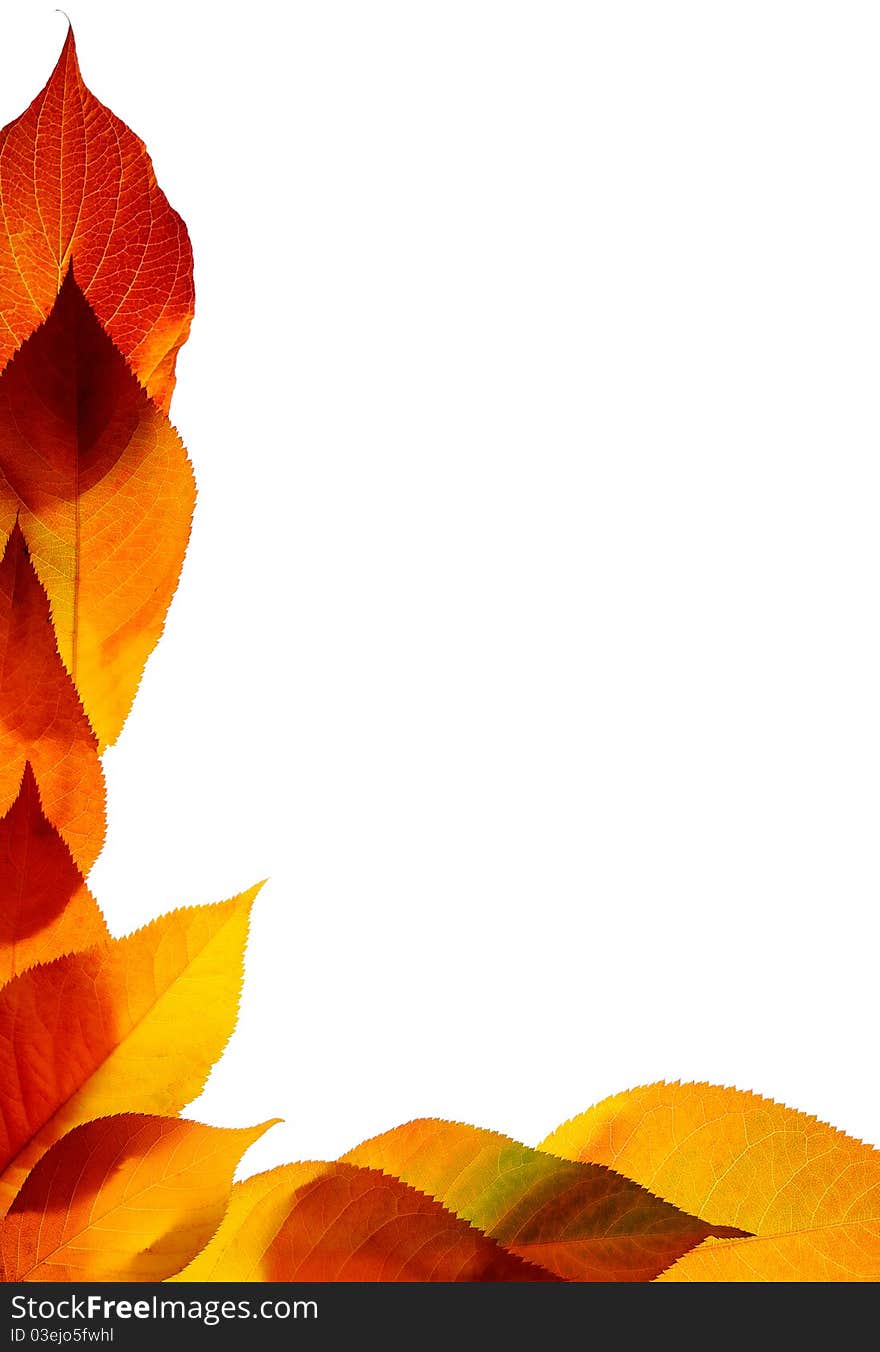 Autumn Leaves