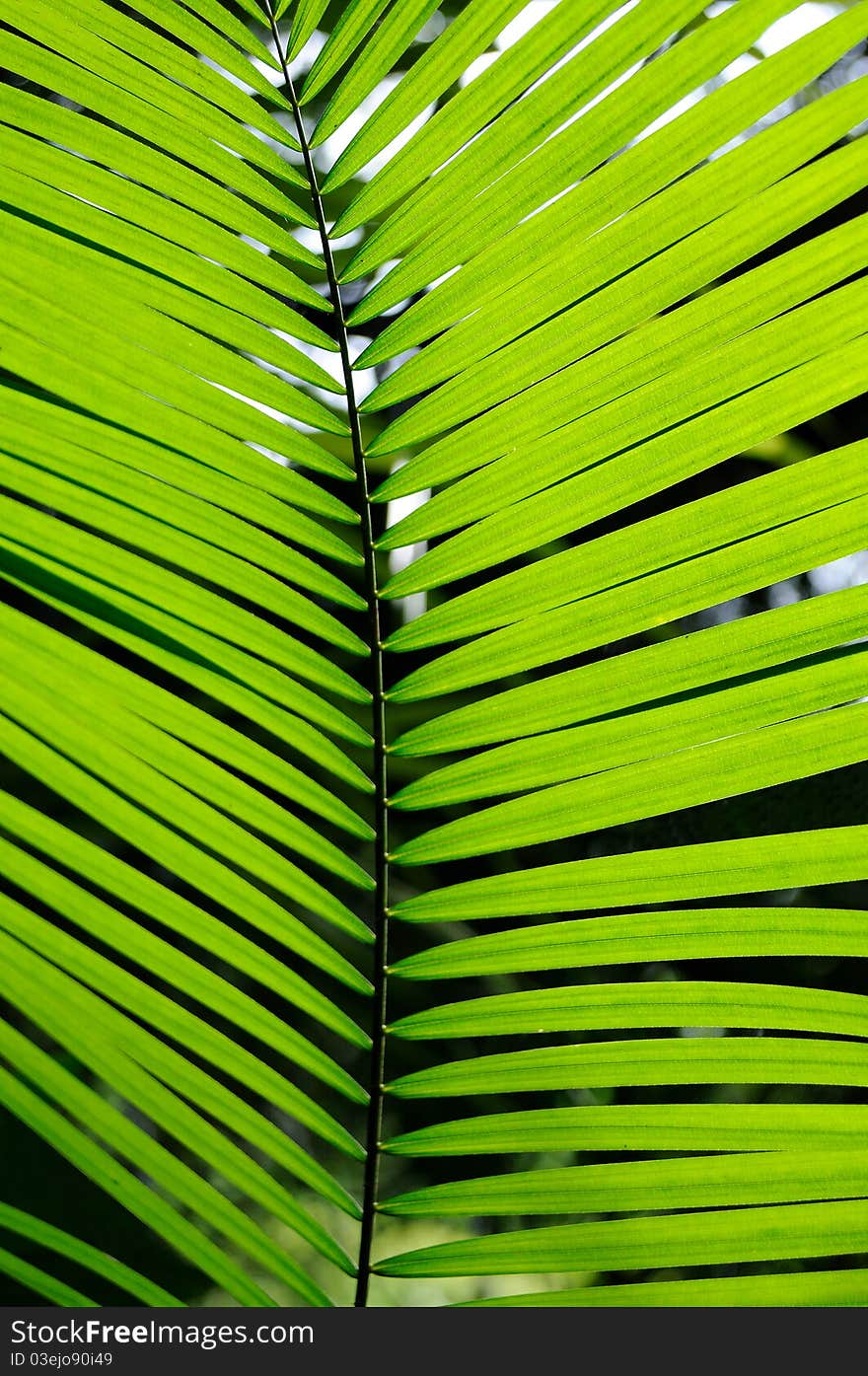 Close up of palm leaf