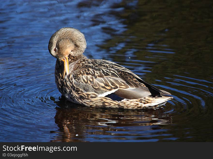 Female duck grooming its feathers