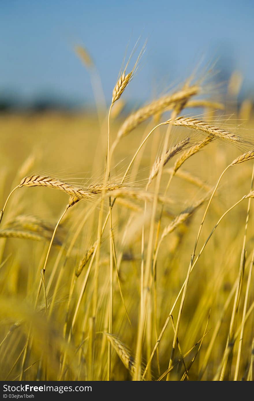 Ears of wheat on the field in the foreground