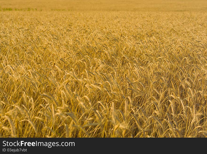 Ears of wheat on the field in the foreground