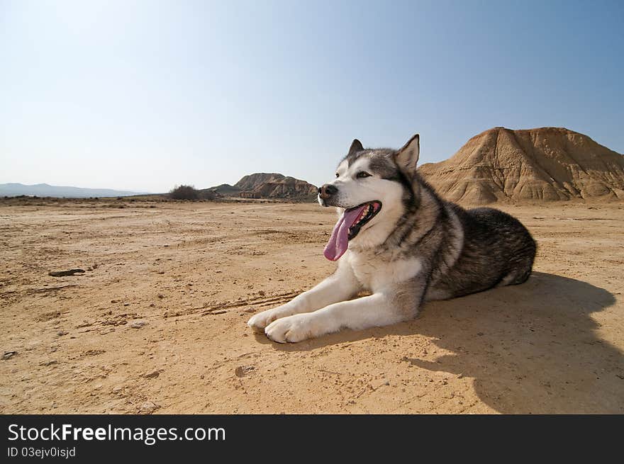 Winter doggy resting at desert. Winter doggy resting at desert