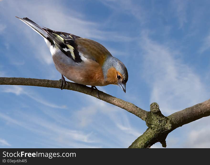 Male Chaffinch