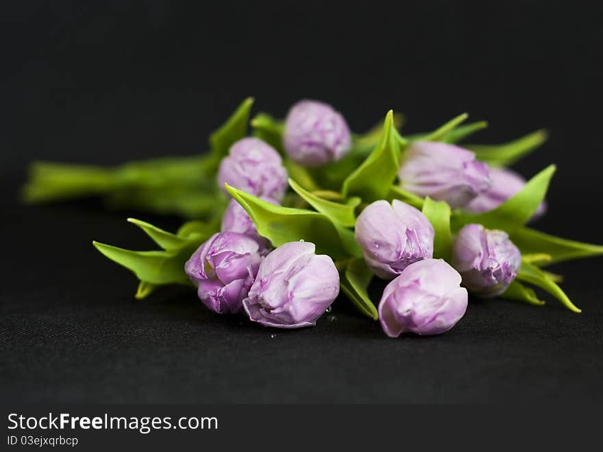 Bouquet of lilac tulips against a dark background