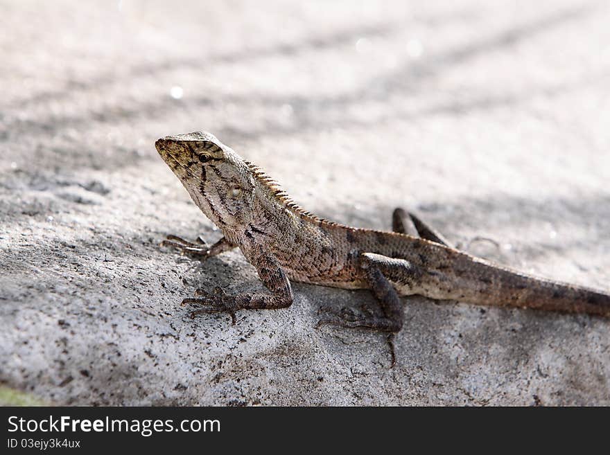 Young Iguana