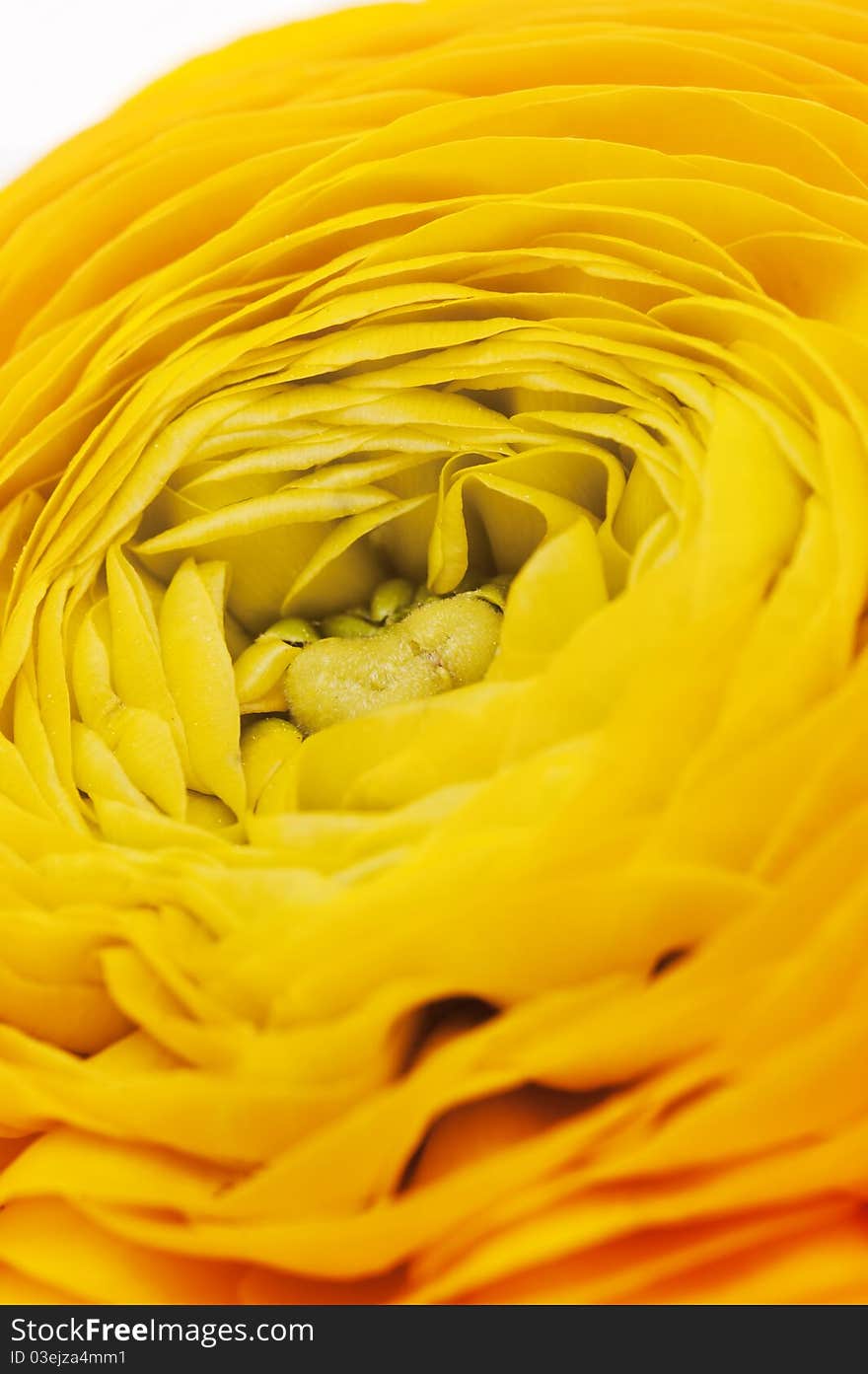 Dub of orange ranunculus close up. Soft focus. Dub of orange ranunculus close up. Soft focus