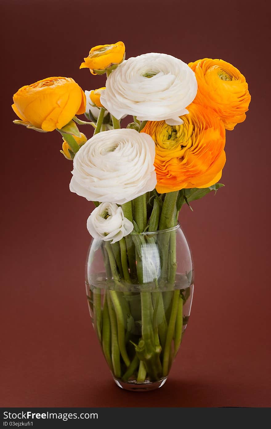 Fresh bouquet of orange and white ranunculus isolated on white background. Fresh bouquet of orange and white ranunculus isolated on white background