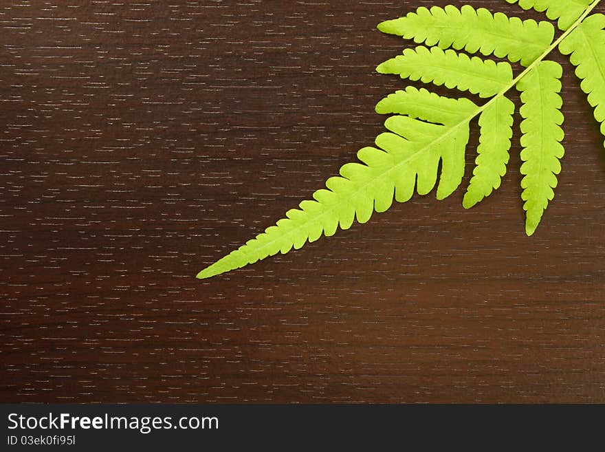 Fern leaves on brown wood for background