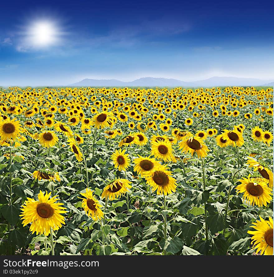 Sunflower field