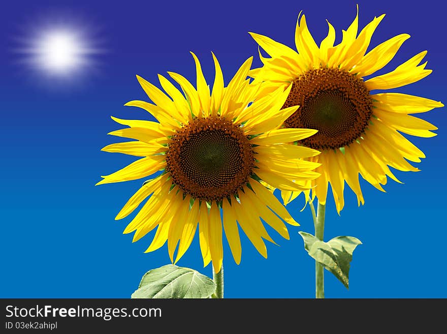 Two Sunflowers