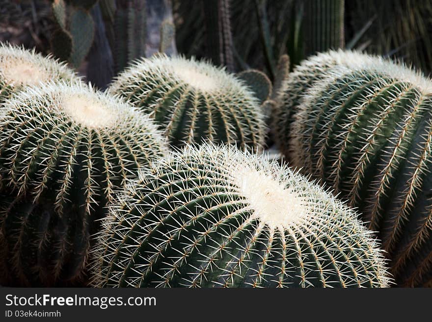 Golden Barrel Cactus