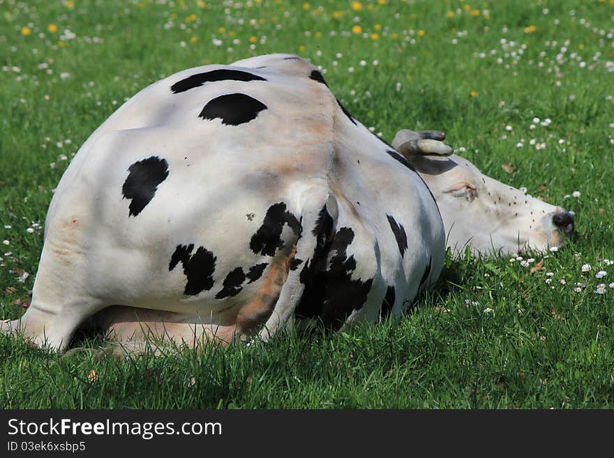 Cow And Grass