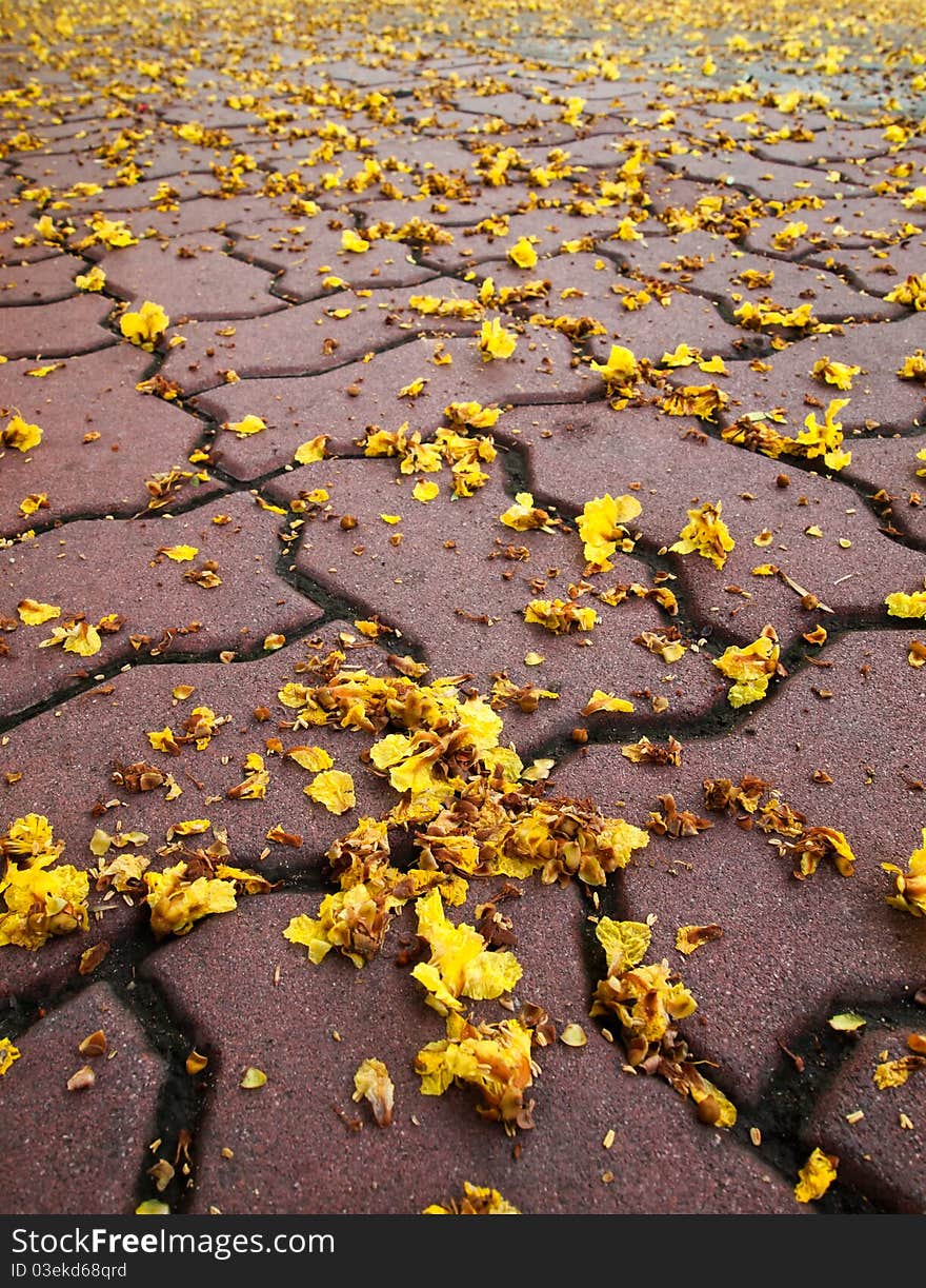 Tiny yellow flowers falling