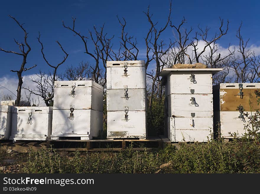 Beehives and Burnt Bush