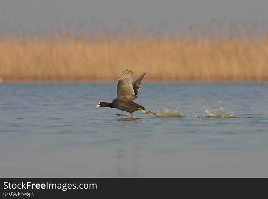 Coot  (Fulica atra)