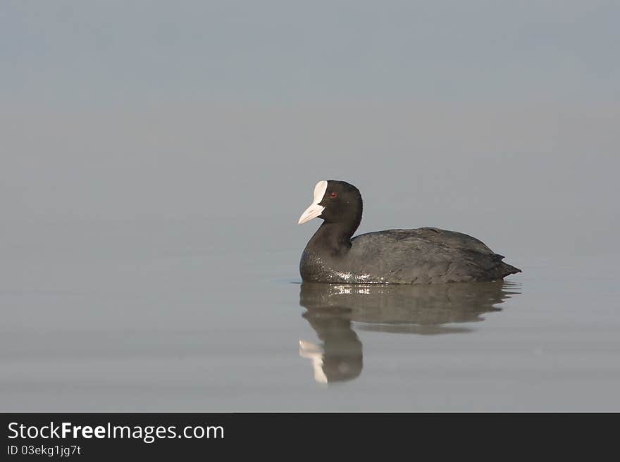 Coot on the lake (fulica atra). Coot on the lake (fulica atra)