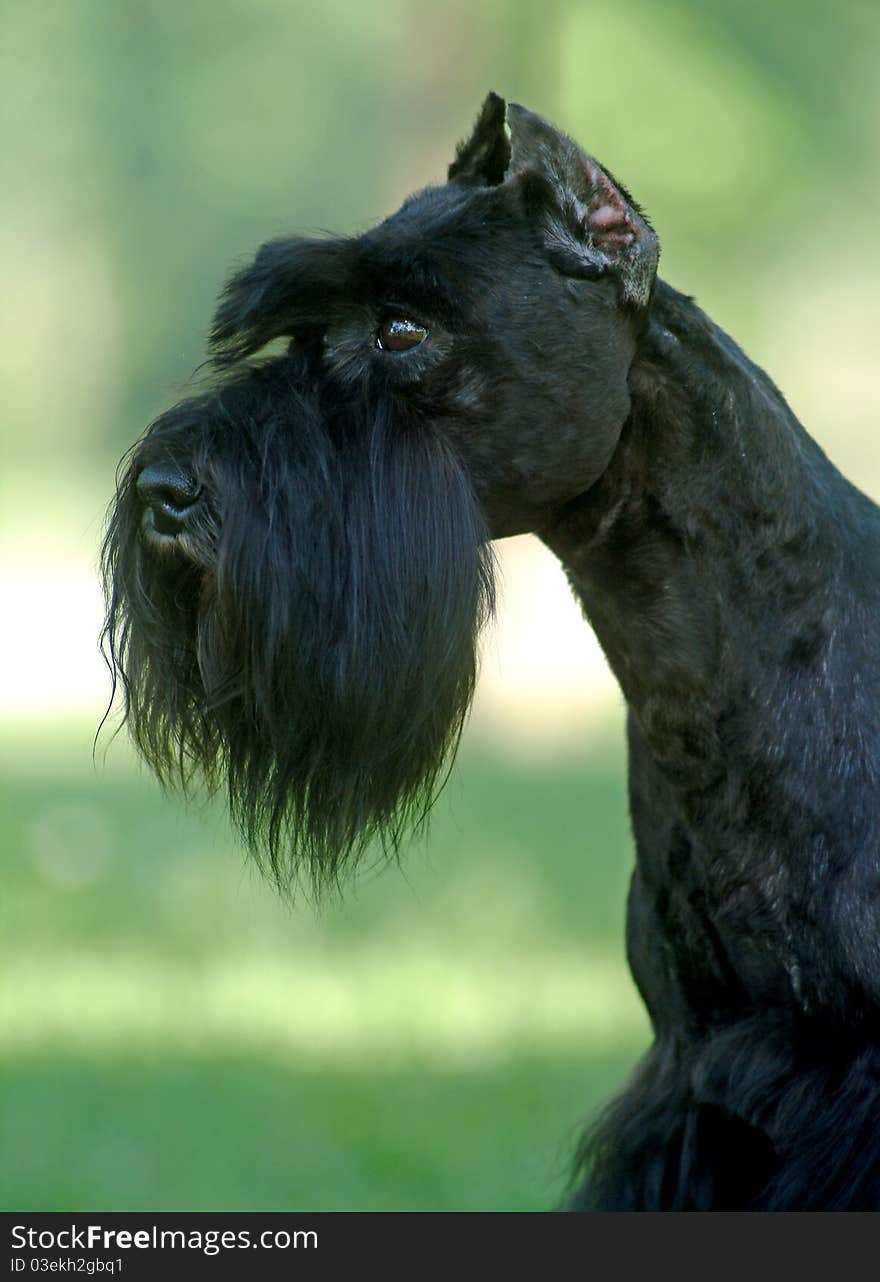 A black Schnauzer on the grassland. A black Schnauzer on the grassland