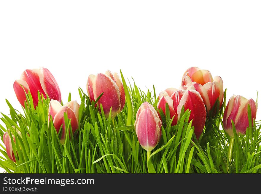 Pink Tulips In A Green Grass