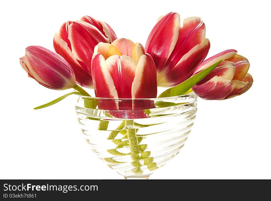 Bouquet of pink tulips in a glass vase on the white isolated background