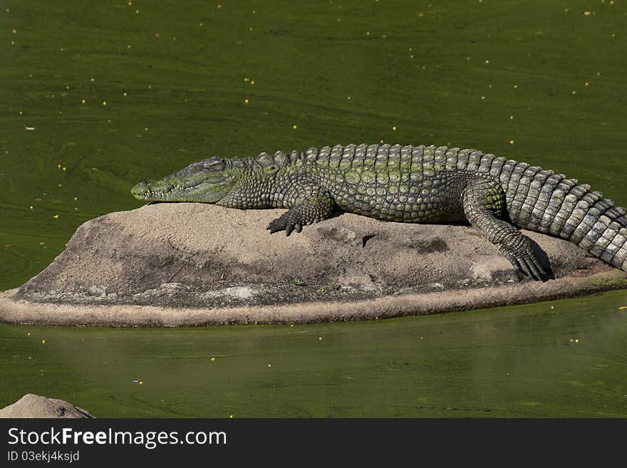 Crocodile