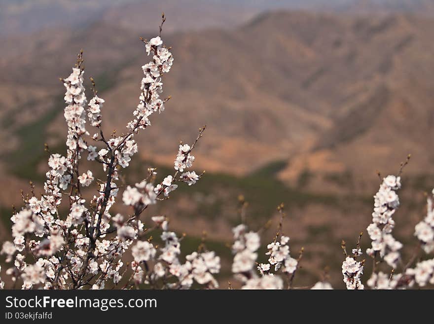 Cherry tree and mountains, Great Wall area, China