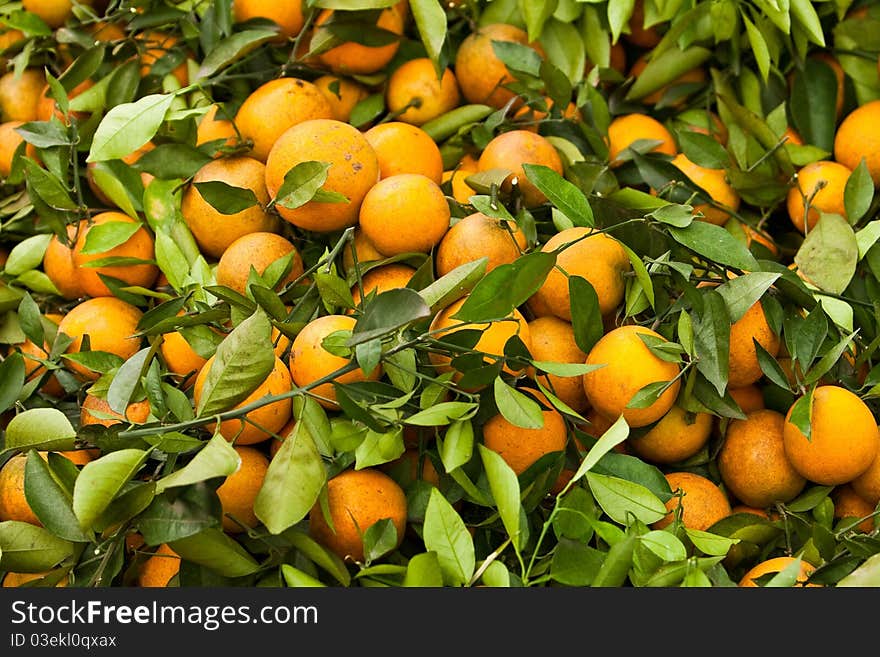 Orange fruits in a chinese garden