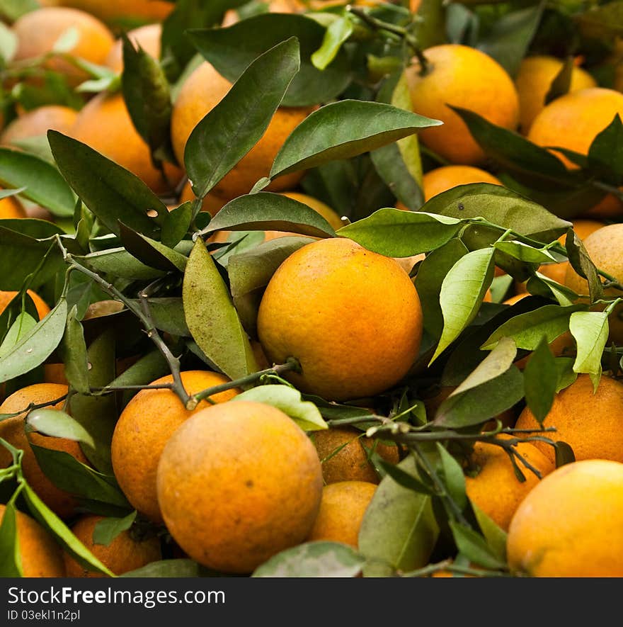 Orange fruits in a chinese garden