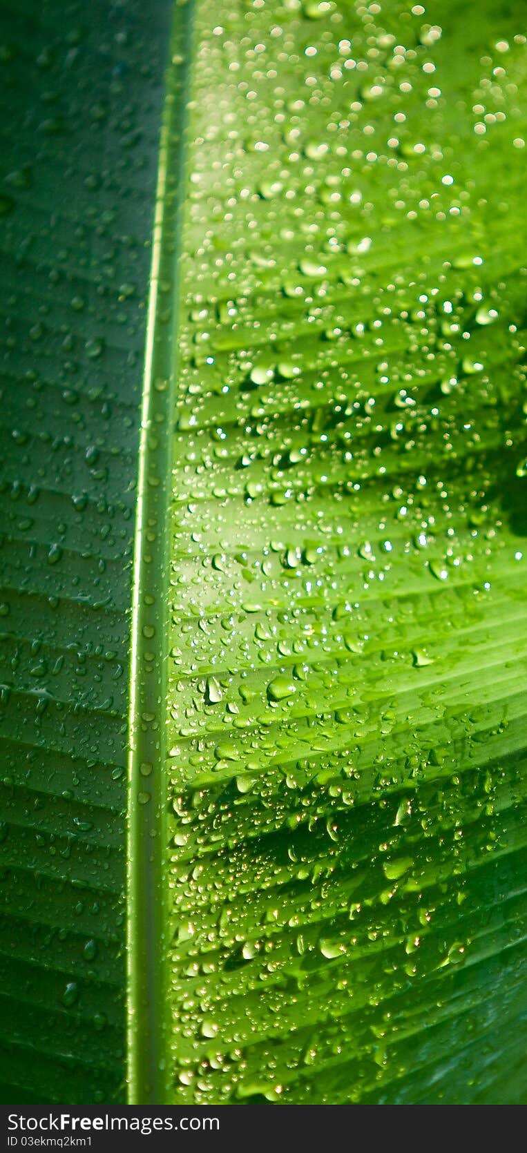 Fresh green foliage with water drops after rain