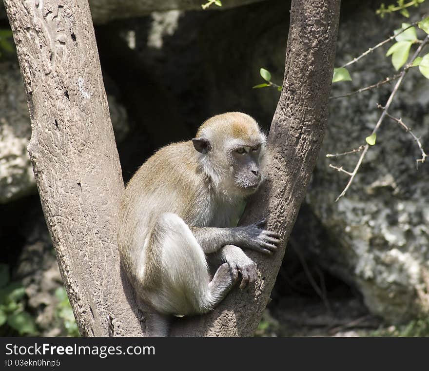 Long-tailed macague monkey in tree