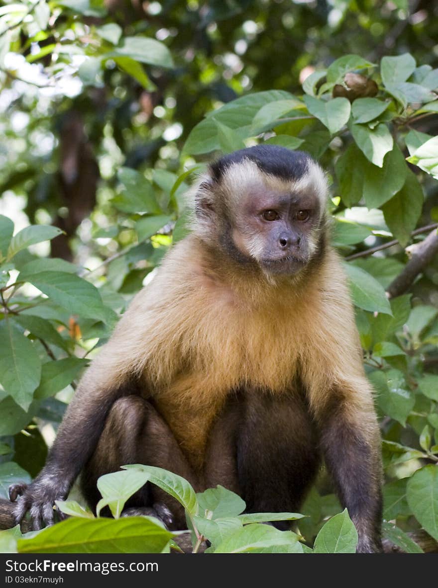 Young Capuchin Monkey in Tree