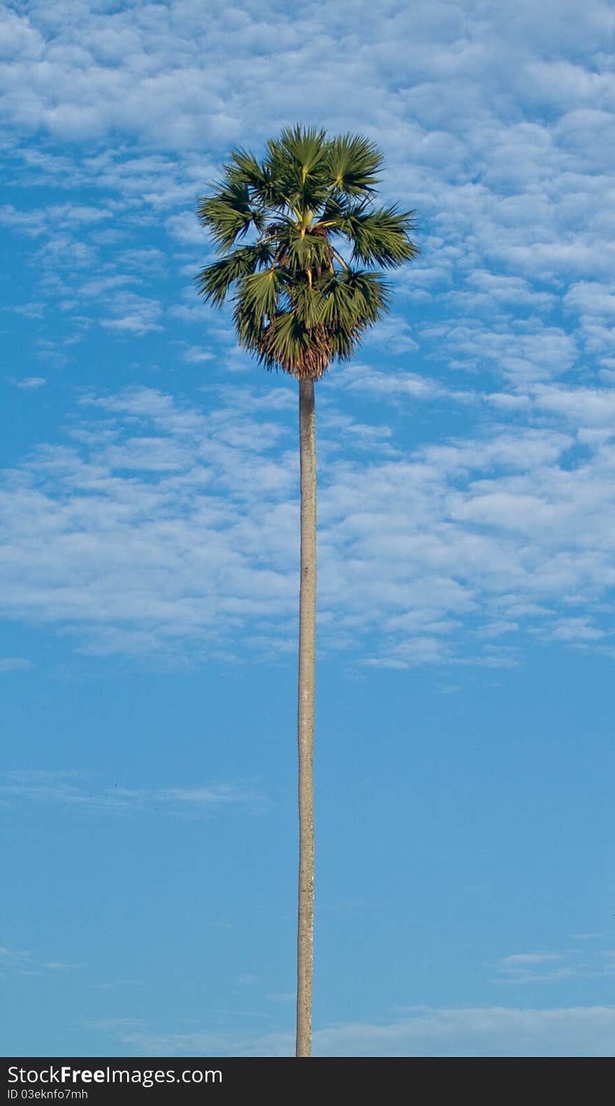 Tropical coconut palm on blue sky background