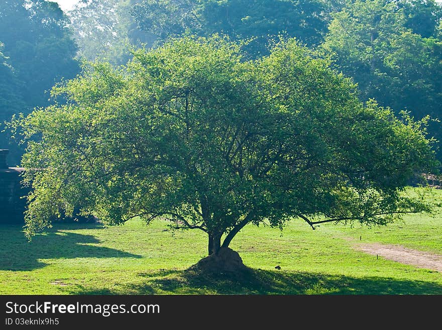 Big tree standing alone in a meadow