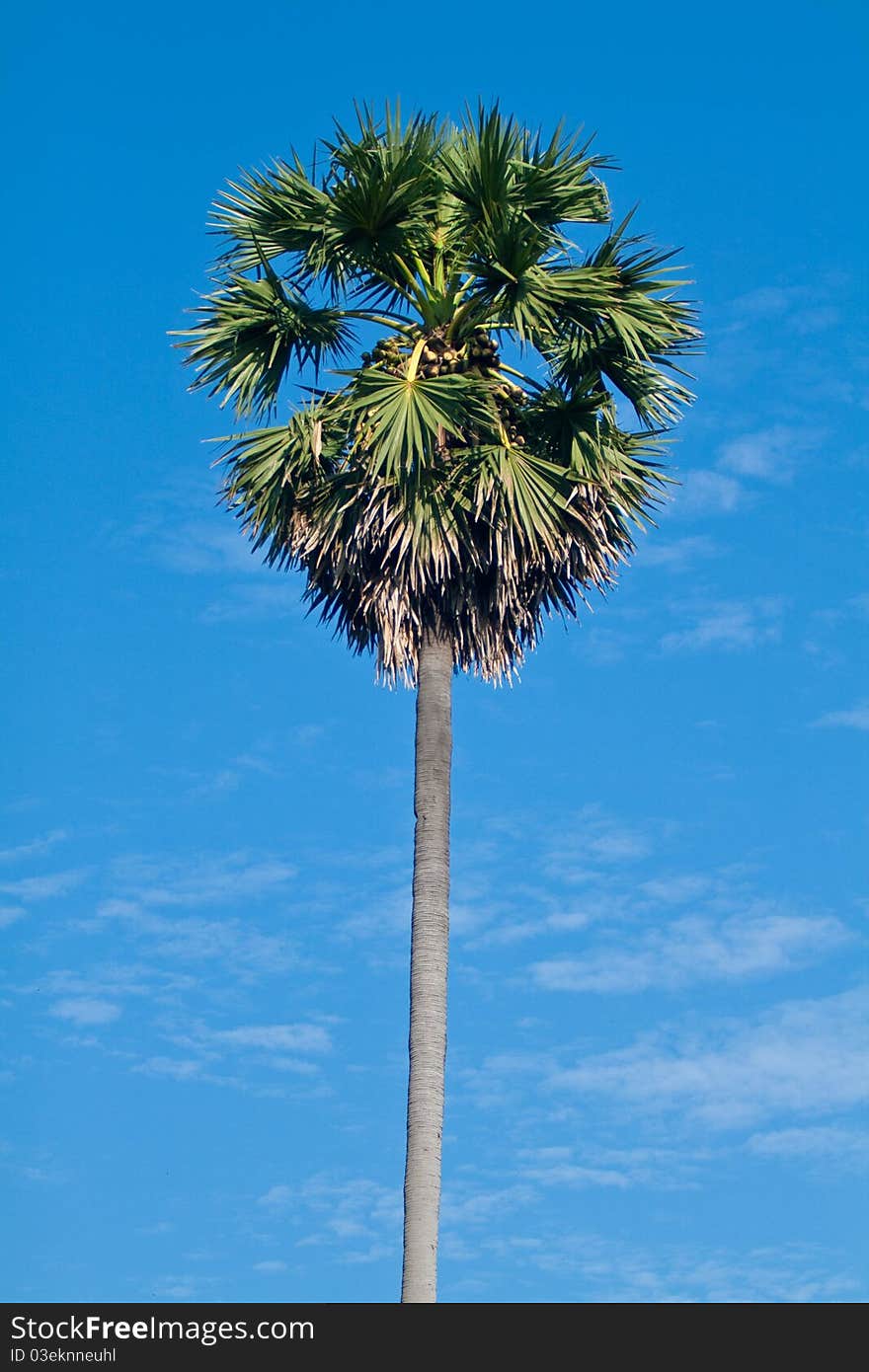 Tropical coconut palm on blue sky background