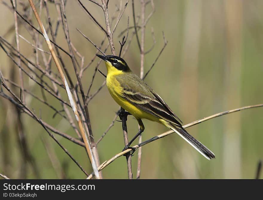 Male Yellow Wagtail