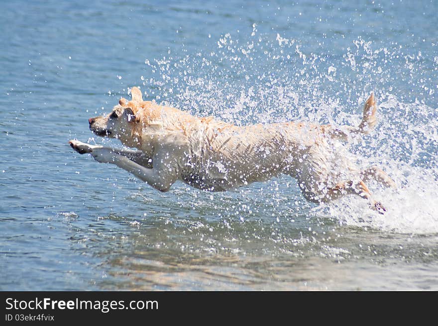 Happy yellow Lab jumping into the ocean water to retrieve a stick on a beautiful sunny day at a beach. Happy yellow Lab jumping into the ocean water to retrieve a stick on a beautiful sunny day at a beach.