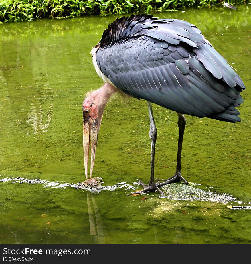 Marabou Stork