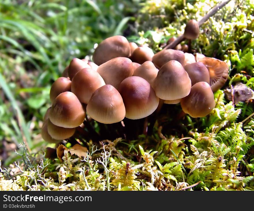 Family of mushrooms