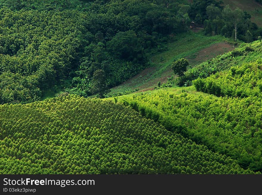 Green Forest