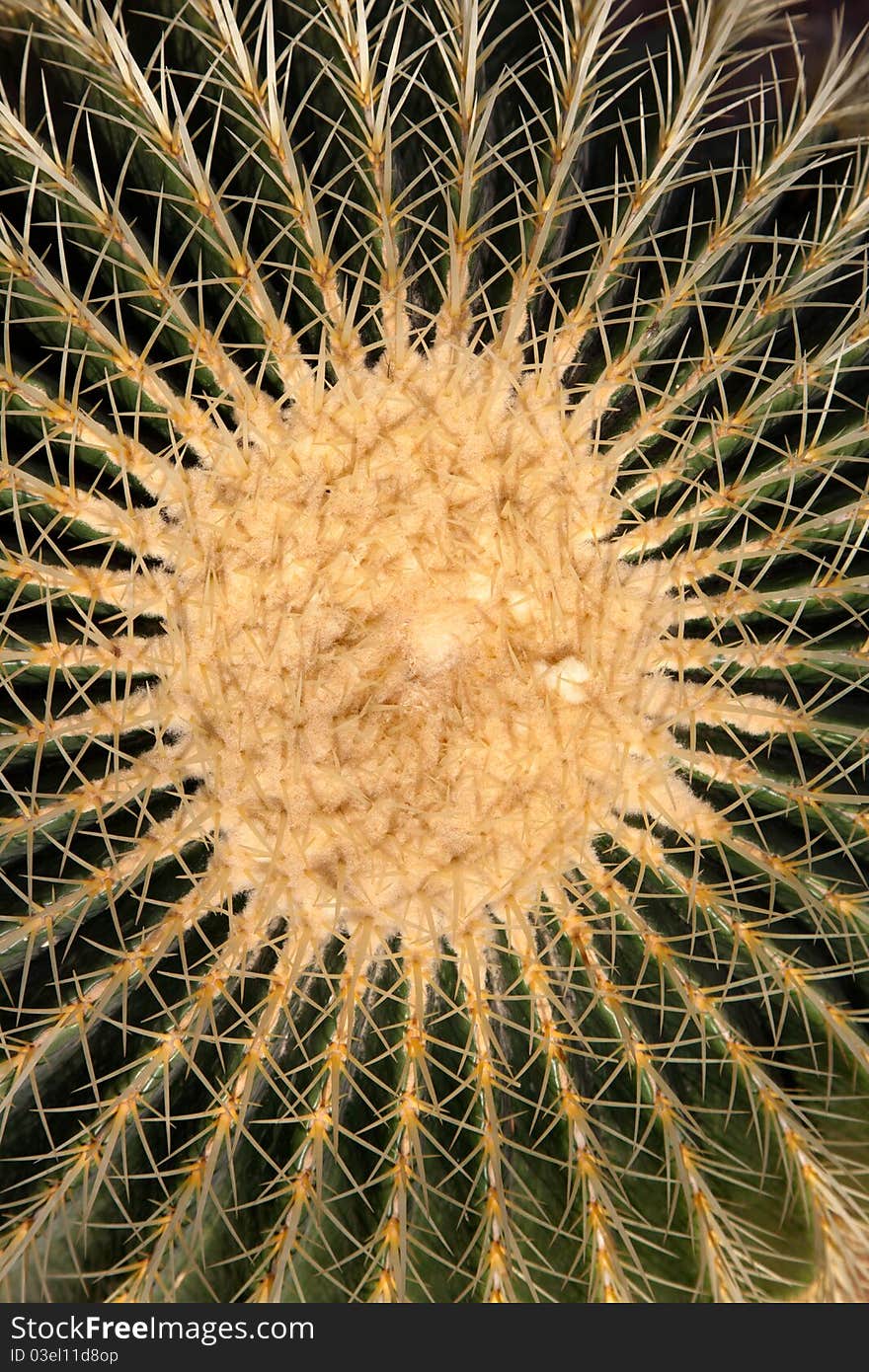 Golden Barrel Cactus