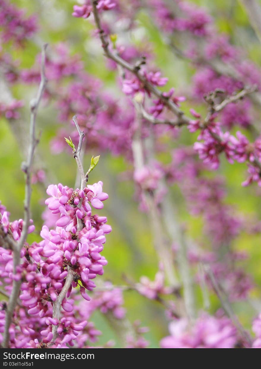 Beautiful spring blossom in lila