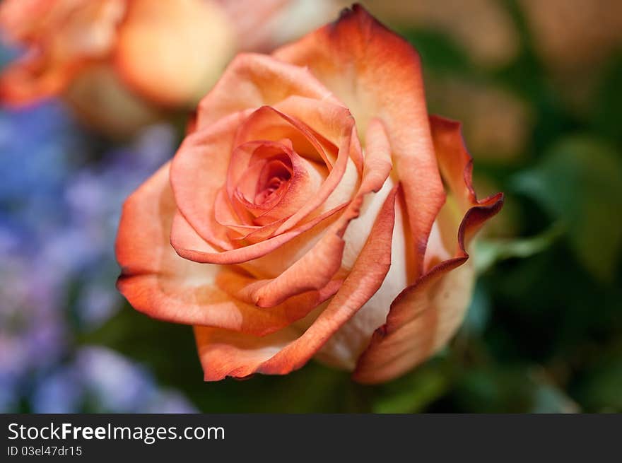 Beautiful red rose,nature object.