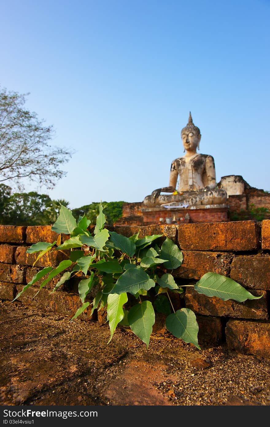 Bodhi tree. Wat Maechon in Sukhothai.