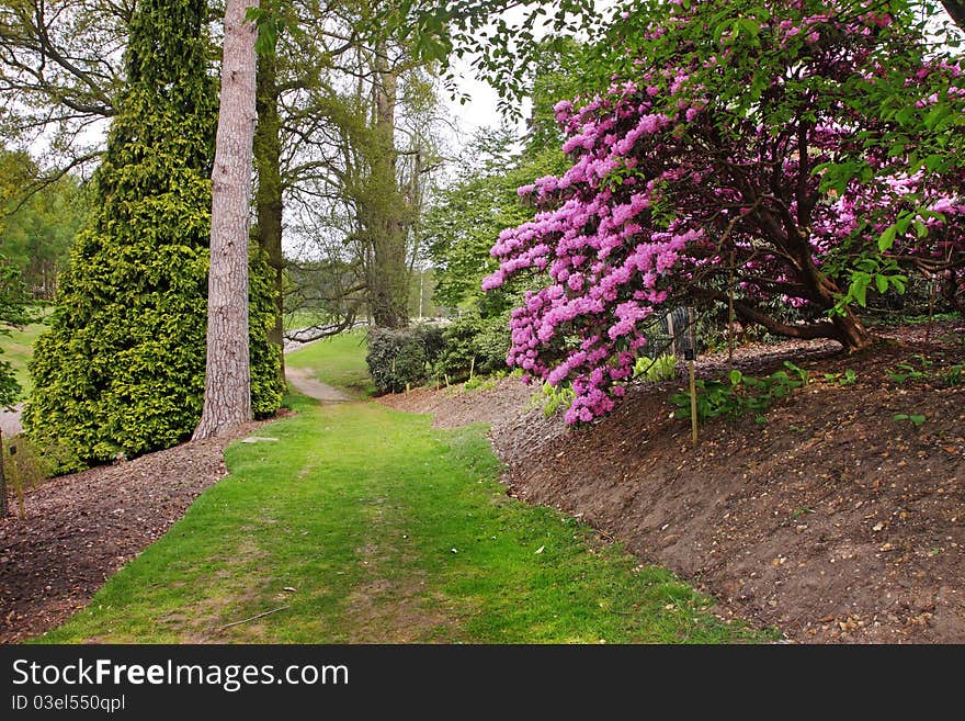 Oath through an English park in Spring with colorful Rhododendrons. Oath through an English park in Spring with colorful Rhododendrons